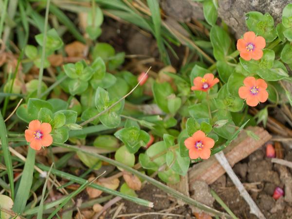 <h3><a href="/trips/extramadura/biota/plantae/tracheophyta/magnoliopsida/ericales/primulaceae/anagallis arvensis/anagallis arvensis-nl.html">Anagallis&nbsp;arvensis</a> / Scarlet&nbsp;pimpernel / Rood&nbsp;guichelheil</h3>OM-1 Mark II met OLYMPUS M.150-400mm F4.5, 1/2000 sec  bij F4.5, ISO 2500, afstand 1.855&nbsp;m